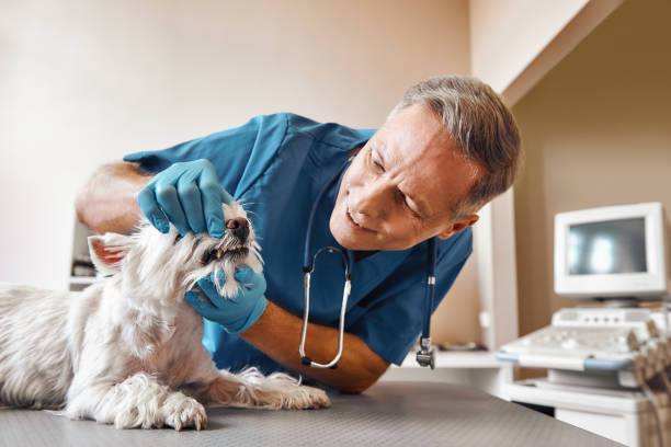 Best Walk-In Emergency Dentist in Franklinville, NC